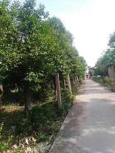 景观绿化造价多少