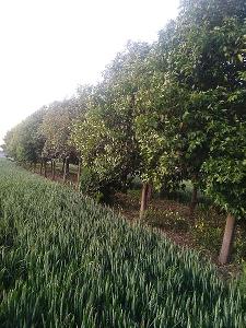 15-22公分大叶女贞