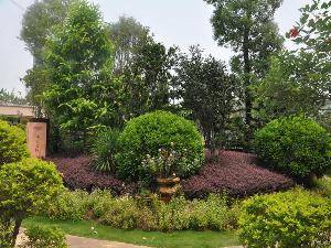 小区绿化植被升级