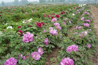 园林牡丹种植