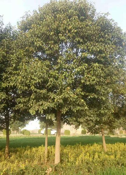 道路绿化带改造