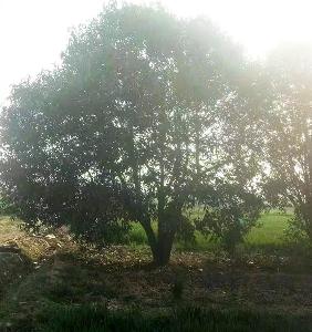 丛生大叶女贞图片