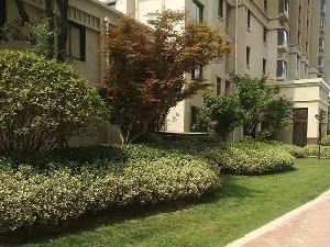 小区道路绿化景观