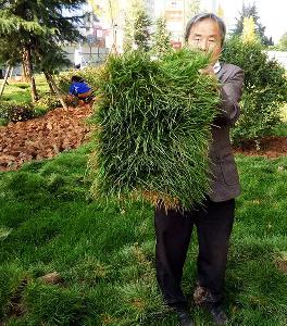 园林植被绿化现场