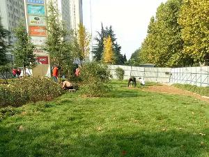 景观工程植被绿化施工