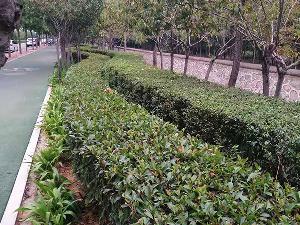道路绿化案例